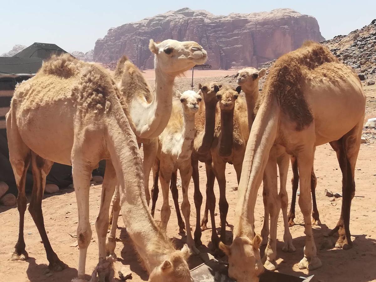 Climbers House In Wadi Rum Exterior foto